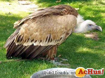 buitre