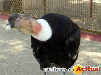 condor