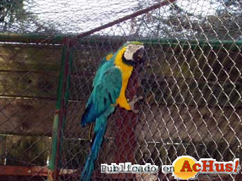 guacamayo