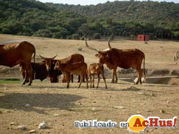 watusi