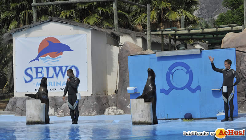 Selwo Marina 113
