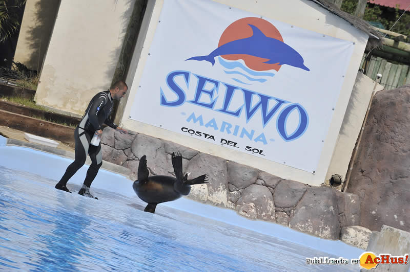 Selwo Marina 117