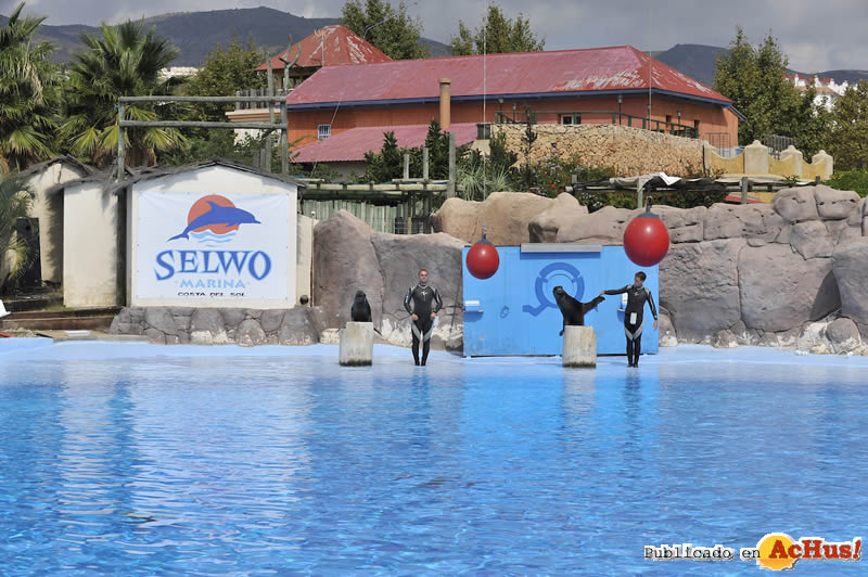 Selwo Marina 118