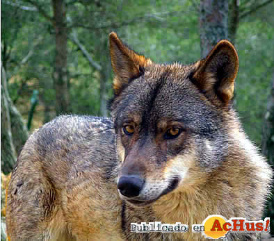 lobos