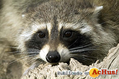mapaches