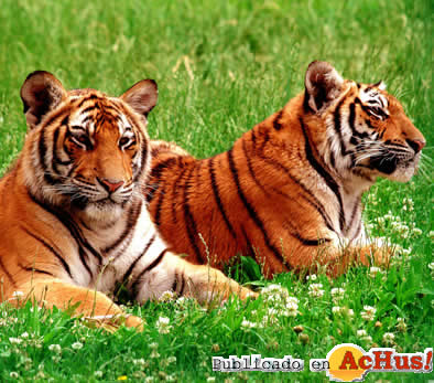 tigres