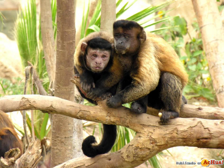 America monos capuchinos