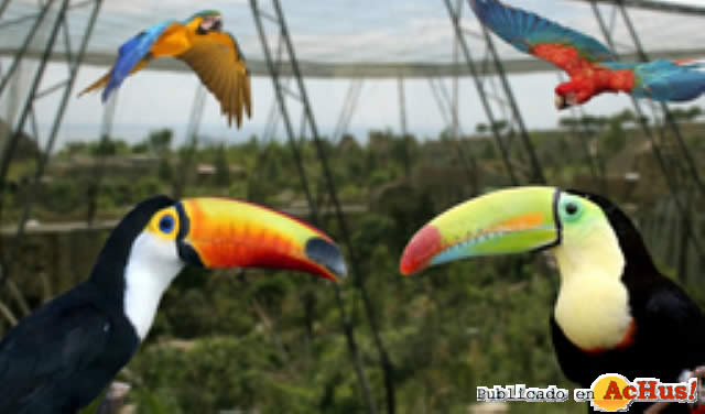 Aves exoticas