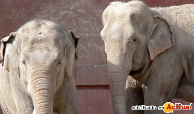 Elefante asiatico