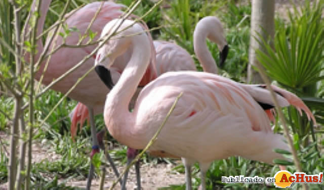 Flamencos chilenos