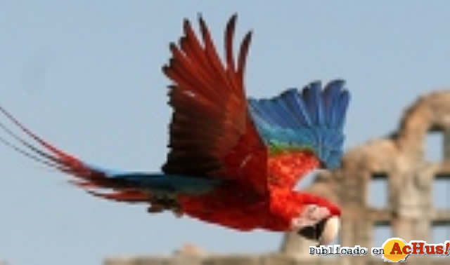 Guacamayo