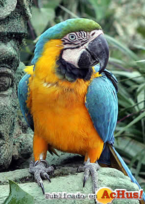 Guacamayo2