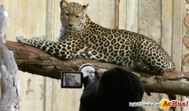Leopardo asiatico