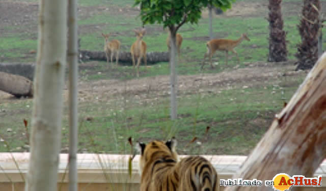 Tigres