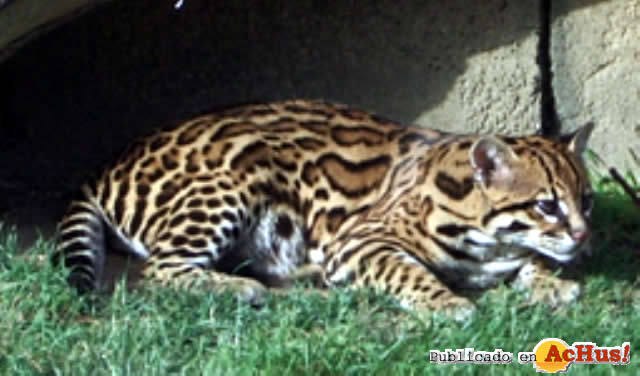 ocelote