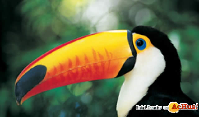 tucan de pico multicolor