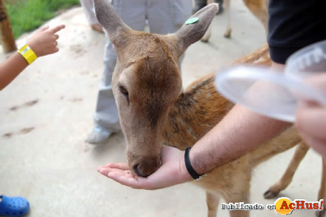 Alimentando a los animales