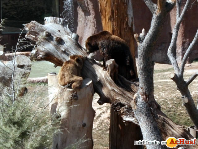 Familia de Osos