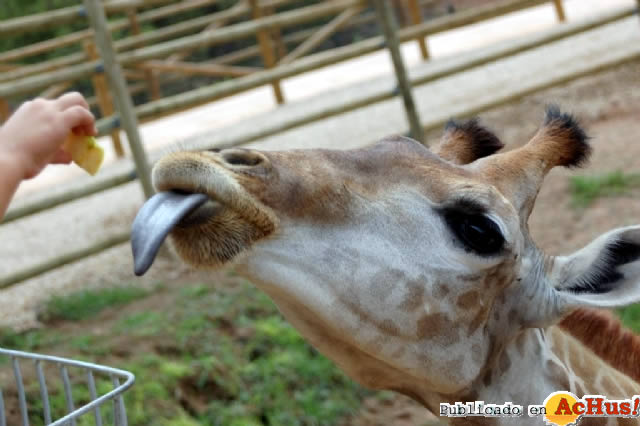 Jirafa comiendo