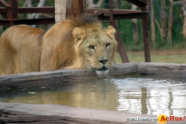 Leon bebiendo agua