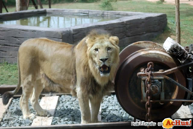 Leon