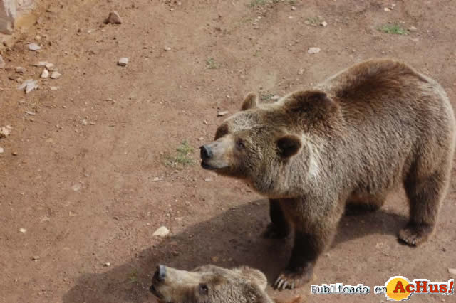 Oso