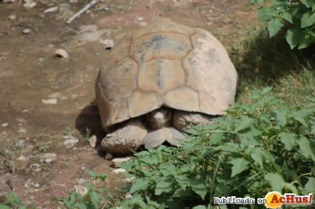 Tortuga