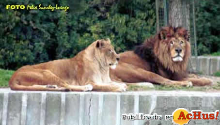 Zoo Madrid 14