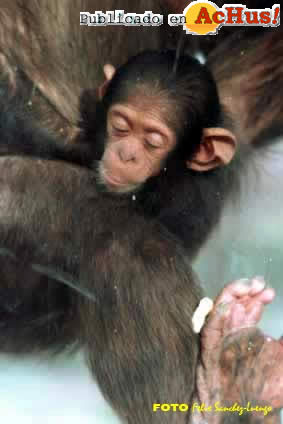 Zoo Madrid 19