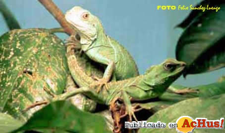 Zoo Madrid 21
