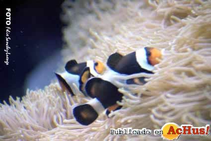 Zoo Madrid 24