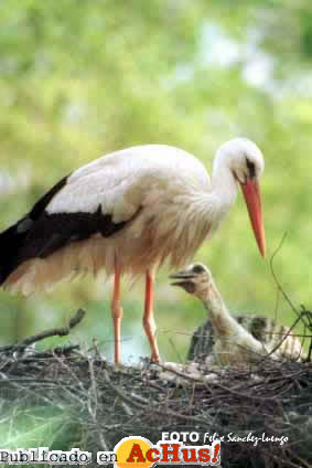 Zoo Madrid 29