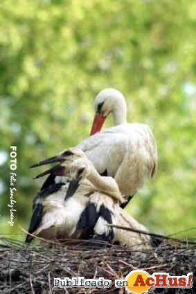 Zoo Madrid 30