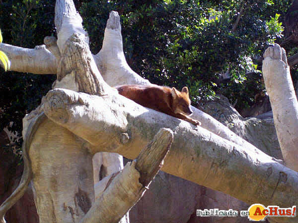 Dhole