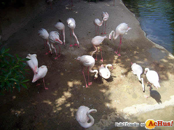 Flamencos Rosa