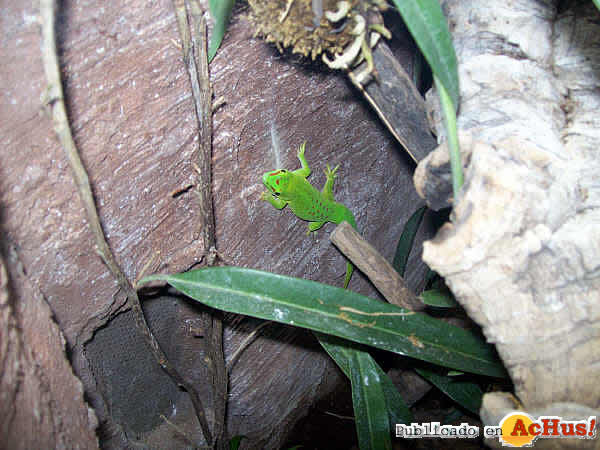 Gecko Diurno Gigante Malgache