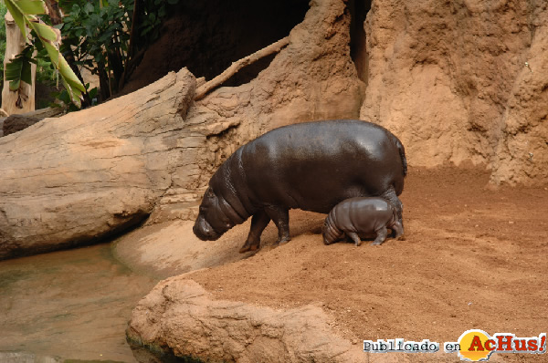 Hipopotamos Pigmeos