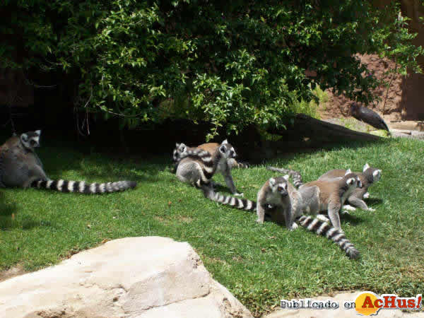 Lemur Cola Anillada