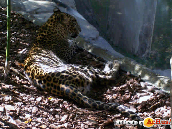 Leopardo