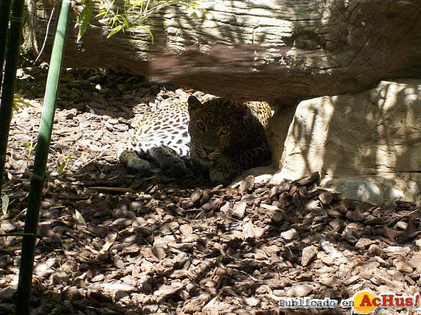 Leopardo2