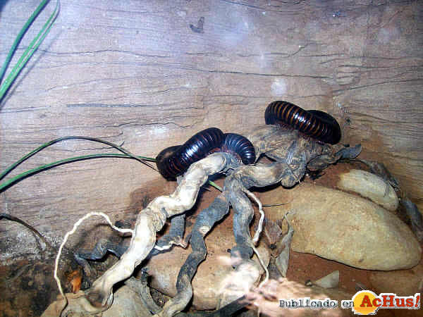 Mielpies Gigante Africano