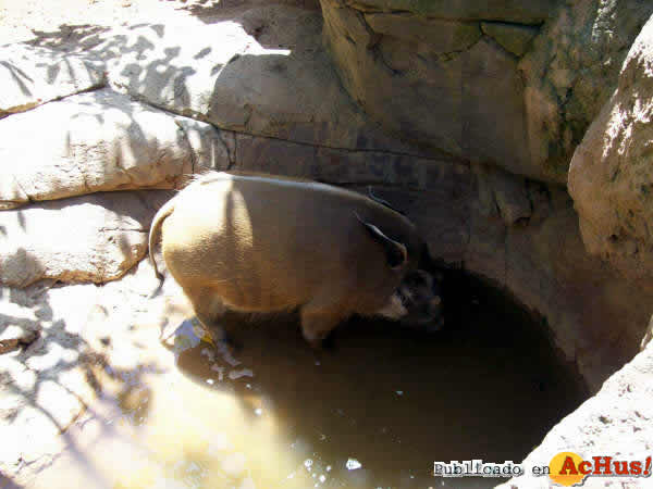 Potamoqueros