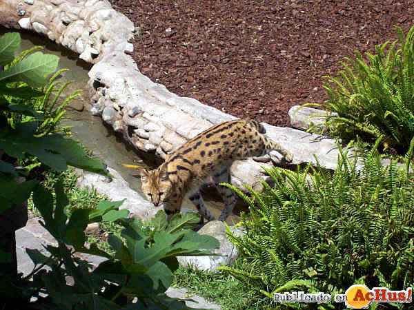 Serval