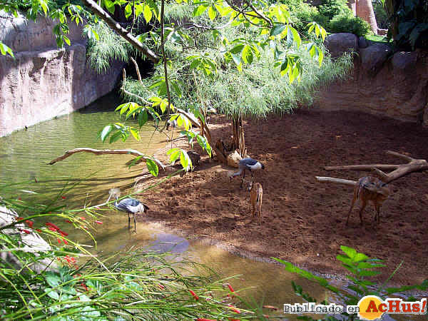 Sitatunga Grulla Coronada