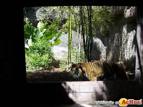 Tigre Sumatra