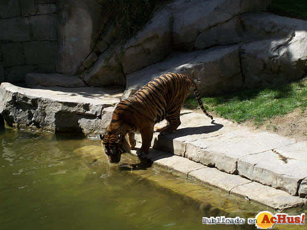 Tigre de Sumatra