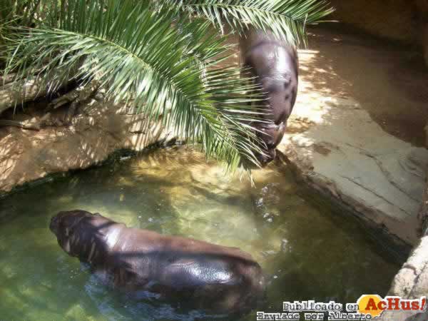 Zoo Fuengirola 22