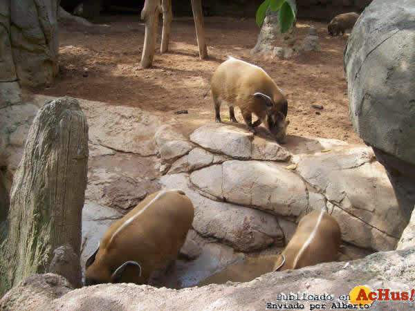 Zoo Fuengirola 43