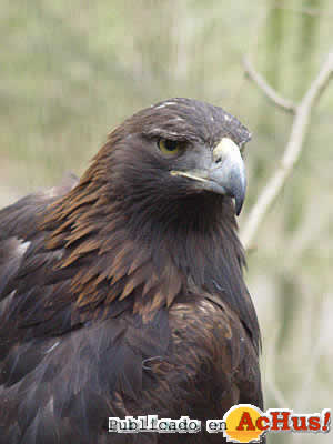 Aguila