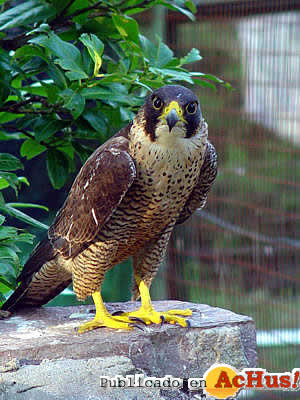 Halcon_peregrino